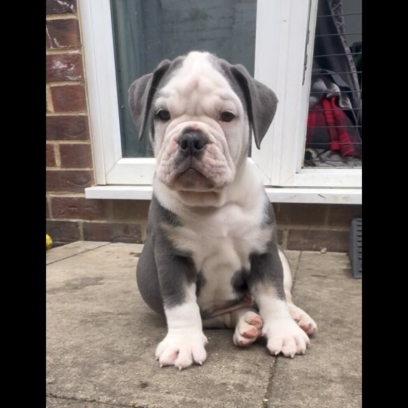 English Bulldog - Both