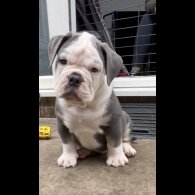 English Bulldog - Both