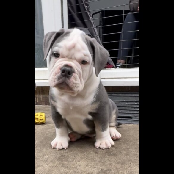 English Bulldog - Both
