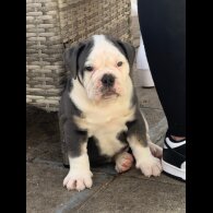 English Bulldog - Both