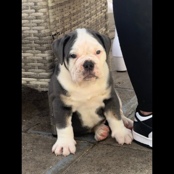 English Bulldog - Both