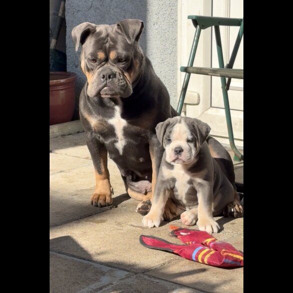 English Bulldog - Both
