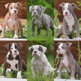 English Bulldog - Both