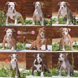 English Bulldog - Both