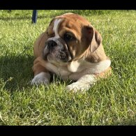 English Bulldog - Both