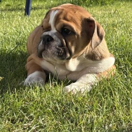 English Bulldog - Both