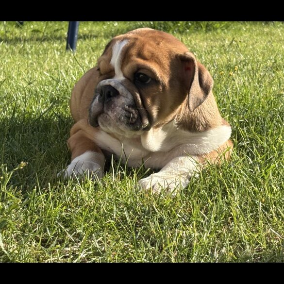 English Bulldog - Both