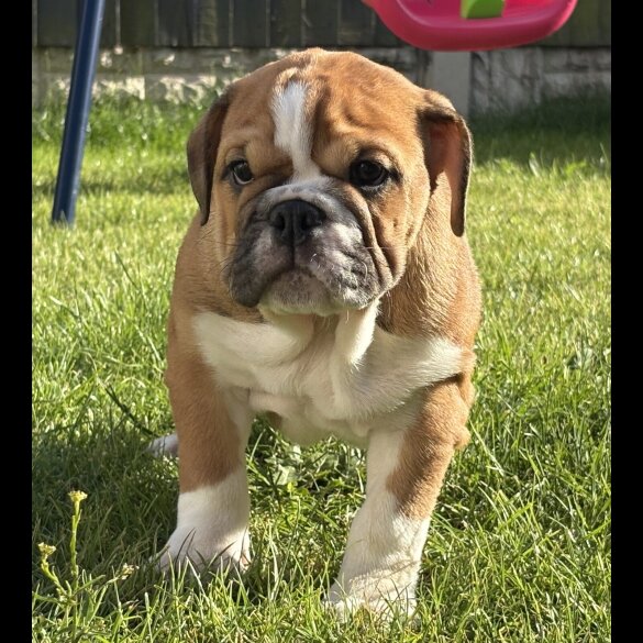English Bulldog - Both