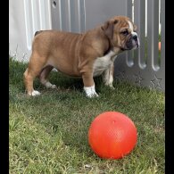English Bulldog - Both