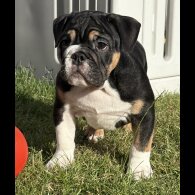 English Bulldog - Both