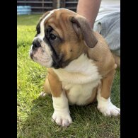 English Bulldog - Both