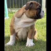 English Bulldog - Both