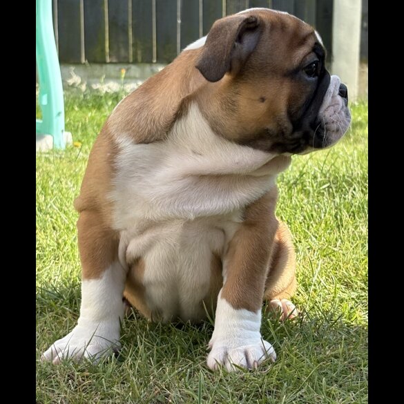 English Bulldog - Both