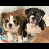 English Bulldog - Both