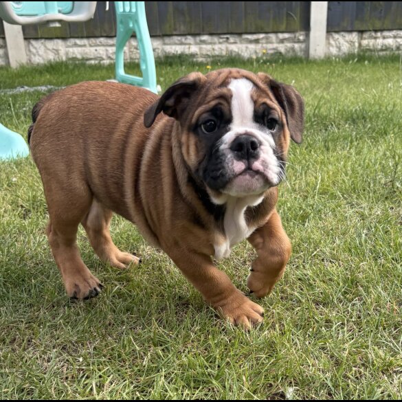 English Bulldog - Both