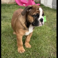 English Bulldog - Both