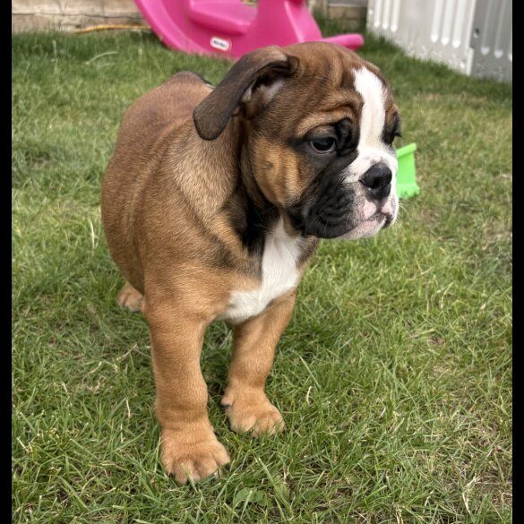 English Bulldog - Both