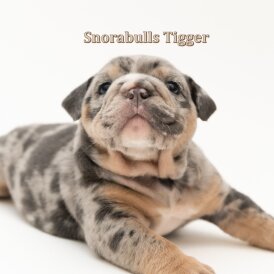 English Bulldog - Both