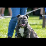 English Bulldog - Both
