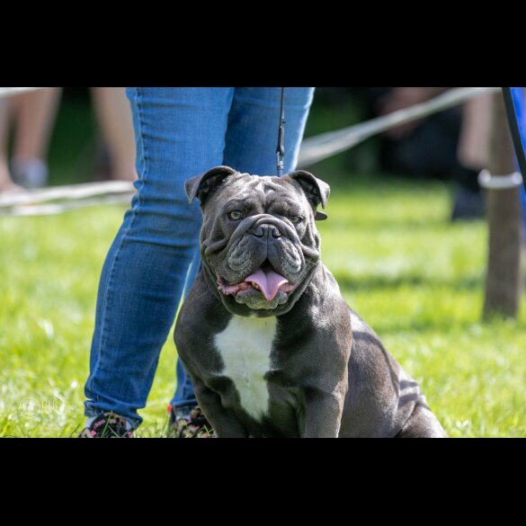 English Bulldog - Both