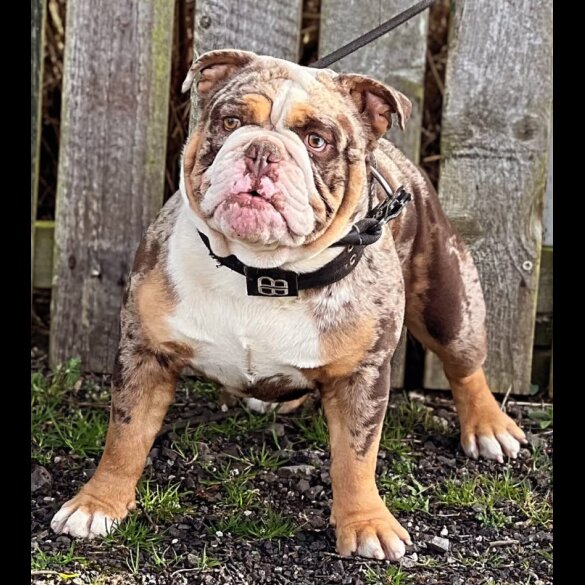 English Bulldog - Both