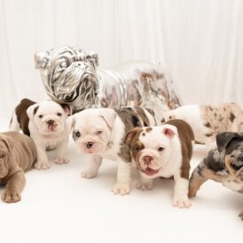 English Bulldog - Both