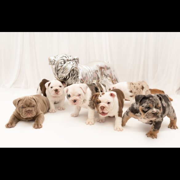 English Bulldog - Both