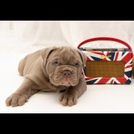 English Bulldog - Both