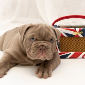 English Bulldog - Both