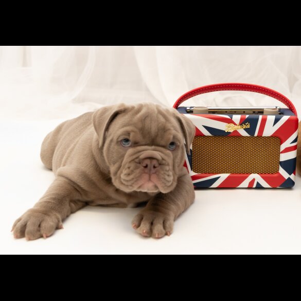 English Bulldog - Both