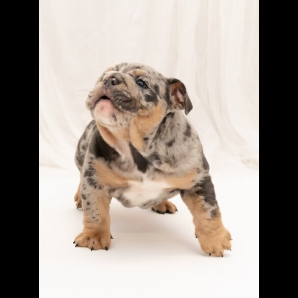 English Bulldog - Both