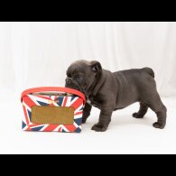 English Bulldog - Both
