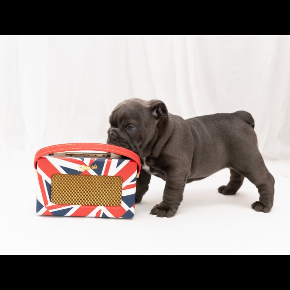 English Bulldog - Both