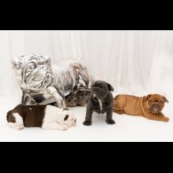 English Bulldog - Both