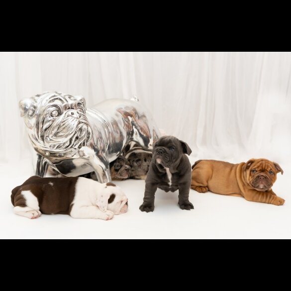 English Bulldog - Both