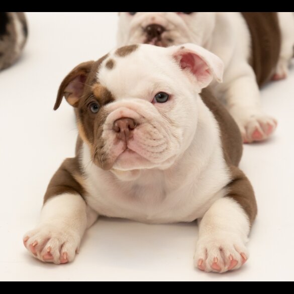English Bulldog - Both
