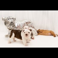 English Bulldog - Both