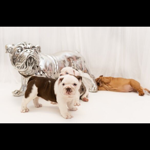 English Bulldog - Both