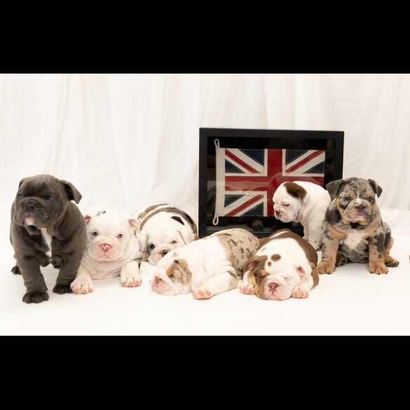 English Bulldog - Both