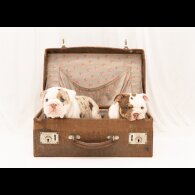 English Bulldog - Both