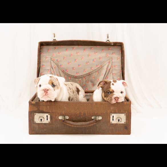 English Bulldog - Both