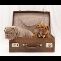 English Bulldog - Both