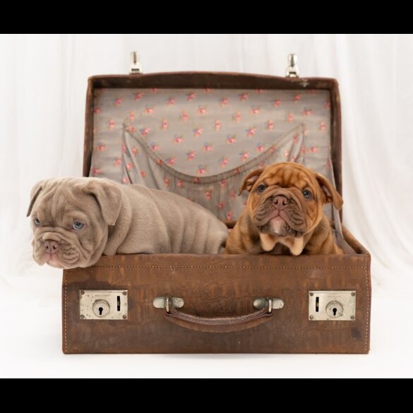 English Bulldog - Both