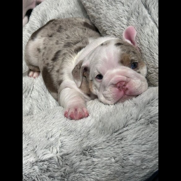 English Bulldog - Both