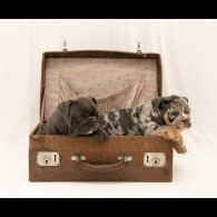 English Bulldog - Both