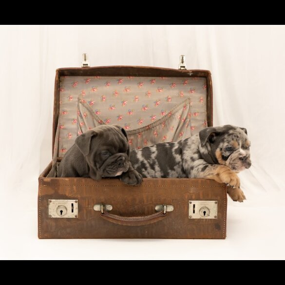 English Bulldog - Both