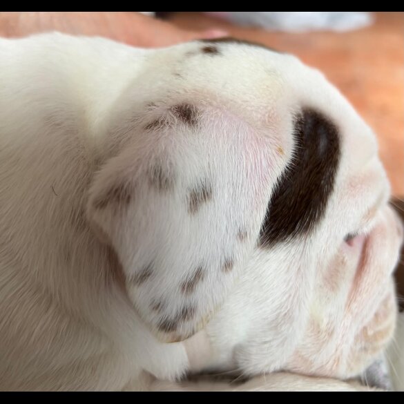 English Bulldog - Both