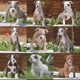 English Bulldog - Both