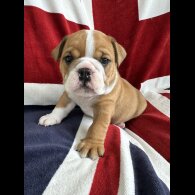 English Bulldog - Both