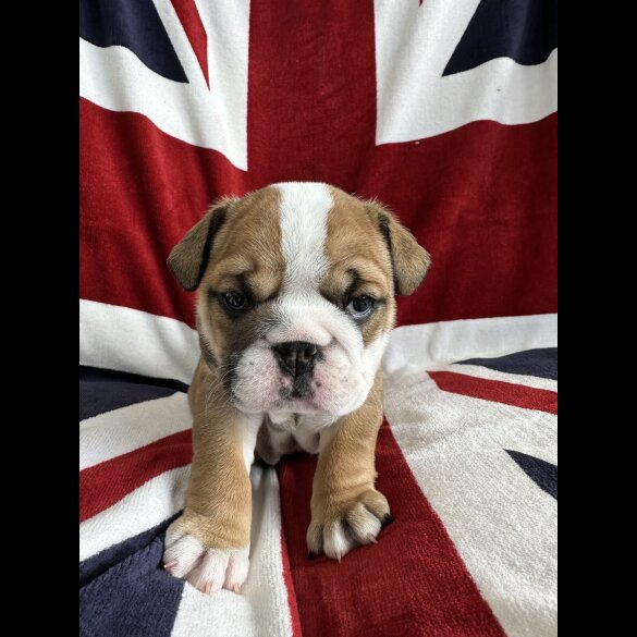 English Bulldog - Both